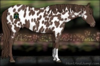 Horse Color:Liver Chestnut Appaloosa 