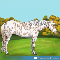Horse Color:Red Dun Near Leopard 