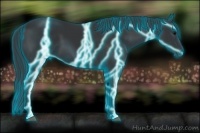 Horse Color:Thunderstruck Black