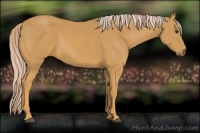 Horse Color:Palomino 