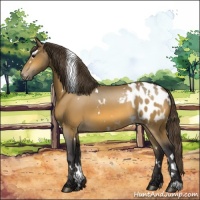 Horse Color:White Spotted Buckskin Appaloosa 
