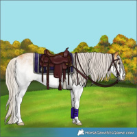 Horse Color:White Spotted Silver Buckskin