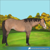 Horse Color:Bay Dun Splash 