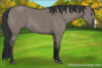 Horse Color:Grullo Splash 
