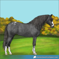 Horse Color:Gray Black Varnish