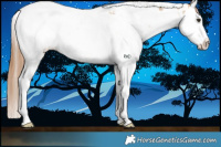 Horse Color:Red Dun Splash Tobiano  and Red Dun Splash Tobiano Appaloosa 