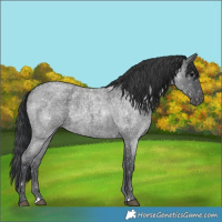 Horse Color:Blue Roan 