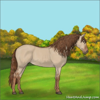 Horse Color:Red Dun 