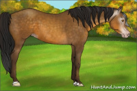 Horse Color:Gray Sable Cream Champagne 