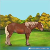 Horse Color:Chestnut 