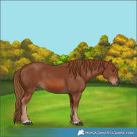 Horse Color:Chestnut 
