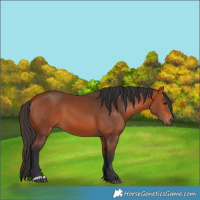 Horse Color:Bay 