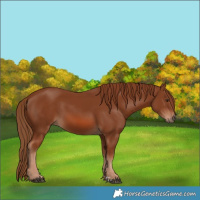 Horse Color:Chestnut 