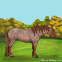 Horse Color:Red Roan 