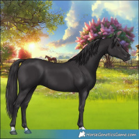 Horse Color:Smoky Black