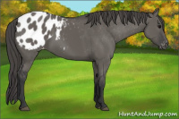 Horse Color:Grullo Appaloosa 