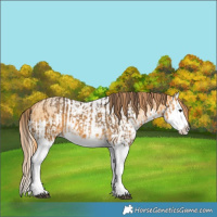 Horse Color:Buckskin Splash  and Buckskin Pearl Splash 