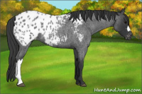 Horse Color:Blue Roan Appaloosa 