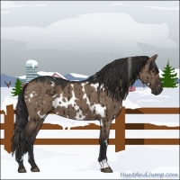 Horse Color:White Spotted Liver Red Dun Brindle 