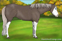 Horse Color:Silver Black Splash 