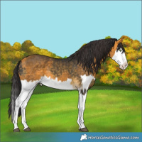 Horse Color:Buckskin Splash and Buckskin Splash