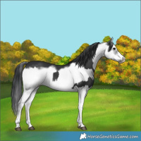 Horse Color:Black Splash  and Black Splash Frame 