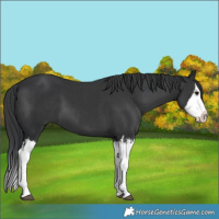Horse Color:Black Splash  and Black Splash 