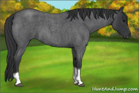 Horse Color:Blue Roan Tobiano