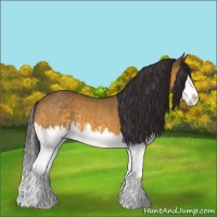 Horse Color:Buckskin Splash  and Buckskin Splash 