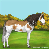Horse Color:Buckskin Splash and Buckskin Splash