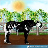 Horse Color:Watercolor White Spotted Silver Buckskin Pearl Tobiano Appaloosa Rabicano 