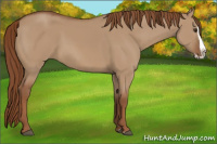 Horse Color:Red Dun Splash 