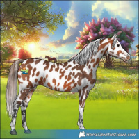 Horse Color:Bay Appaloosa 