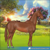 Horse Color:Chestnut 