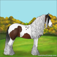 Horse Color:Gray Bay Splash Tobiano 