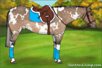 Horse Color:White Spotted Bay Dun Appaloosa 