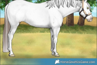 Horse Color:White Spotted Brown Dun Near Fewspot