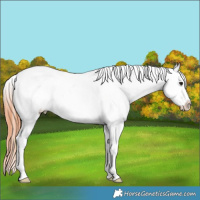 Horse Color:Bay Roan Dun Splash Leopard 