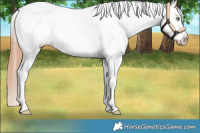 Horse Color:Amber Champagne Roan Dun Splash Appaloosa 