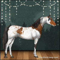 Horse Color:Buckskin and Buckskin Sabino