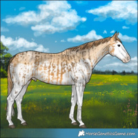 Horse Color:Buckskin Splash and Buckskin Pearl Splash