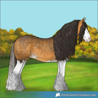 Horse Color:Buckskin Splash  and Buckskin Splash Rabicano 