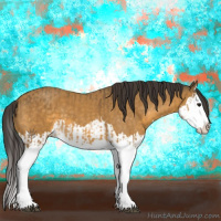 Horse Color:Buckskin Splash  and Buckskin Splash 