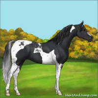 Horse Color:Black Tobiano
