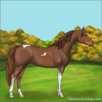 Horse Color:Chestnut Tobiano 