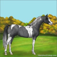 Horse Color:Blue Roan Splash Tobiano 