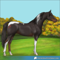 Horse Color:Liver Chestnut Tobiano 