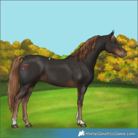 Horse Color:Liver Chestnut Tobiano