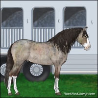 Horse Color:Liver Red Dun Roan Splash Rabicano Brindle 