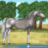 Horse Color:Platinum White Spotted Silver Brown Dun Tobiano